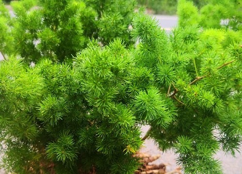 蓬莱松耐寒吗