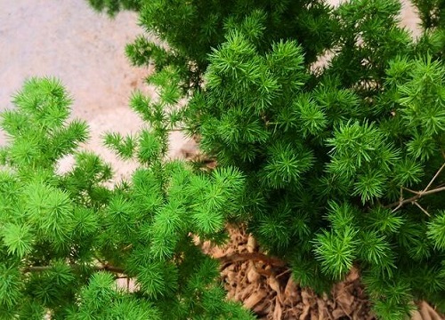 蓬莱松耐阴吗