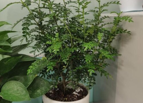 清香木夏季如何养殖更旺盛