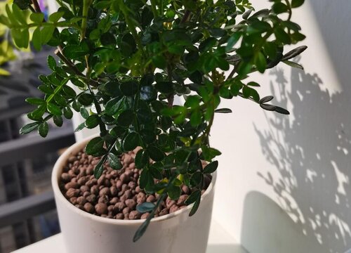 清香木多少钱一盆