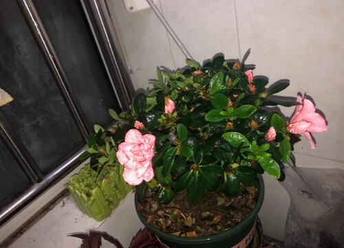 怎么养护杜鹃花叶片油绿长势旺