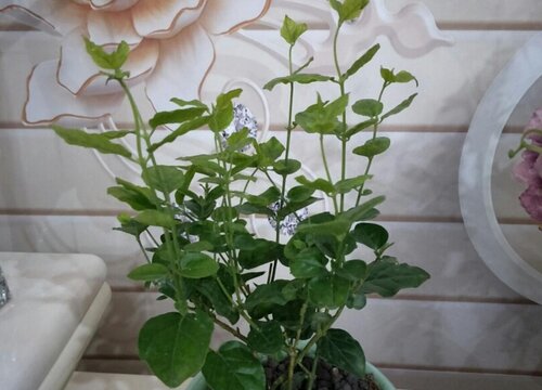秋天茉莉花开花少怎么办