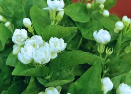 冬季怎么养茉莉花加速枝条木质化