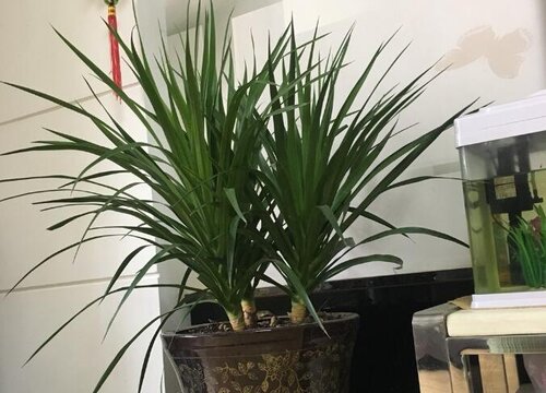 龙血树多少钱一盆