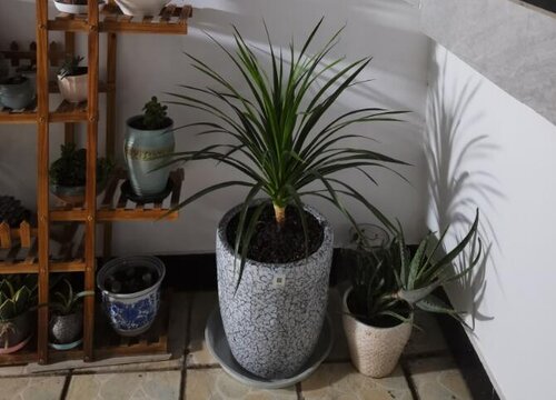 龙血树属于什么植物类型