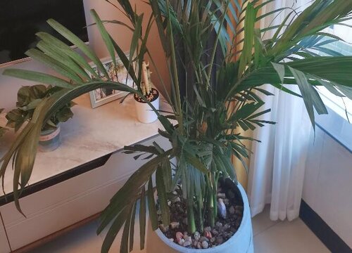 袖珍椰子是草本还是木本
