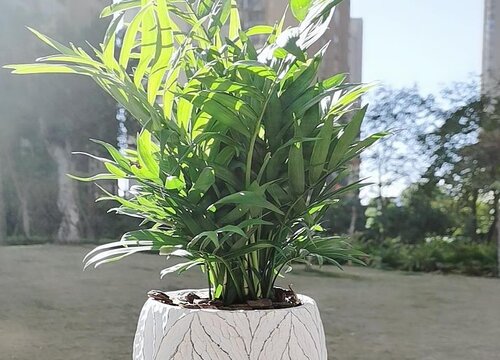 袖珍椰子耐寒吗