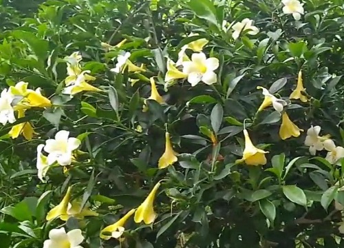 分享非洲茉莉的种植方法和养殖技巧