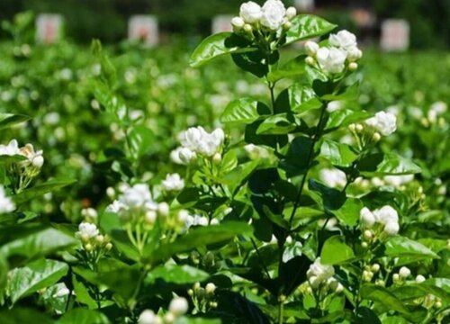 怎样养殖才能让非洲茉莉开花呢