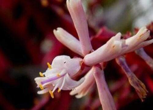 红叶朱蕉开花吗 开花样子（图片）