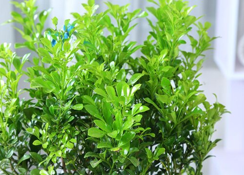 米兰花喂什么水一年开多次花