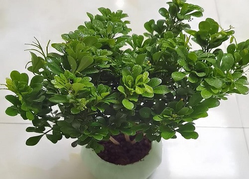 如何养好盆栽米兰花养护要点