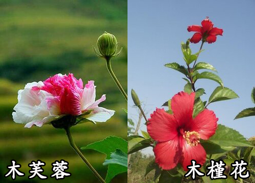 木芙蓉和木槿花是一种花吗