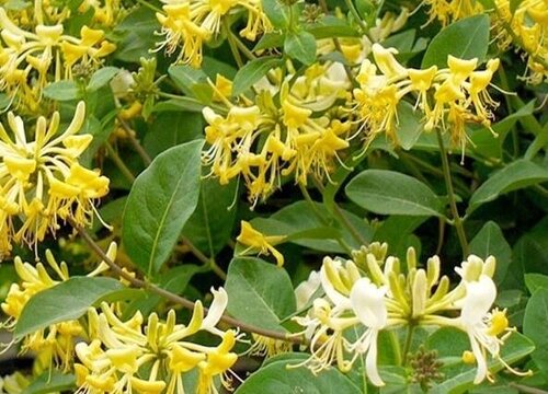 金银花怎么过冬天