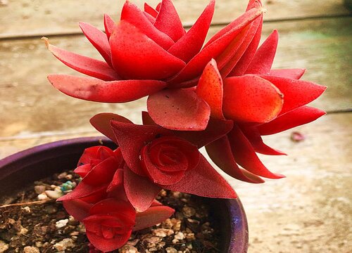火祭开花吗 开花什么样子