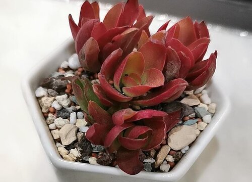 火祭爆侧芽方法与处理