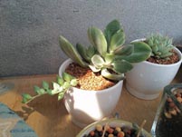 三色花月锦的养殖方法