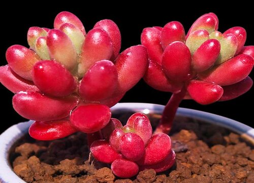 虹之玉是什么植物