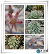 银星栽培要点都有哪些？