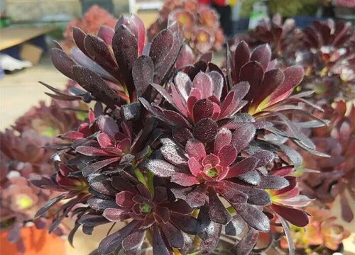 夏季如何正确养护黑法师