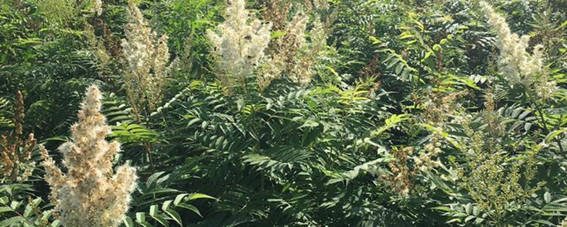 珍珠梅怎么换盆