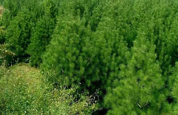 冬天可以栽白皮松吗？白皮松栽植注意事项