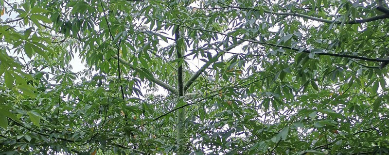 大腹木棉的繁殖方法及栽培技术 大腹木棉的繁殖方法及栽培技术