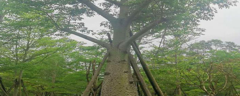 大腹木棉树苗如何种植