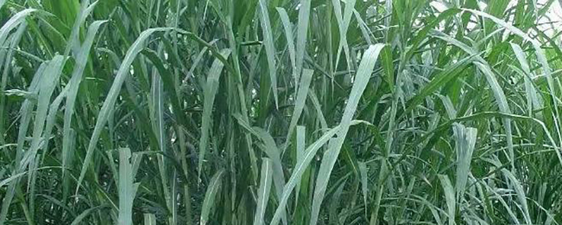 皇竹草兔子可以当主食吗