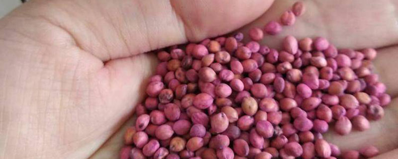 冬牧70黑麦草一亩地播种多少斤