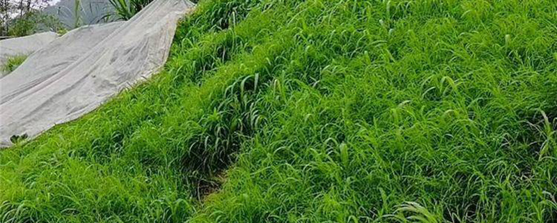 百喜草种子种植方法