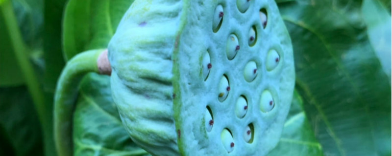 莲子的种植方法和时间，怎么种出来荷花