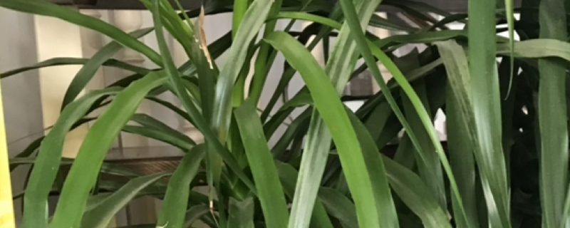 龙血树的砍头方法，砍头后还能发芽吗