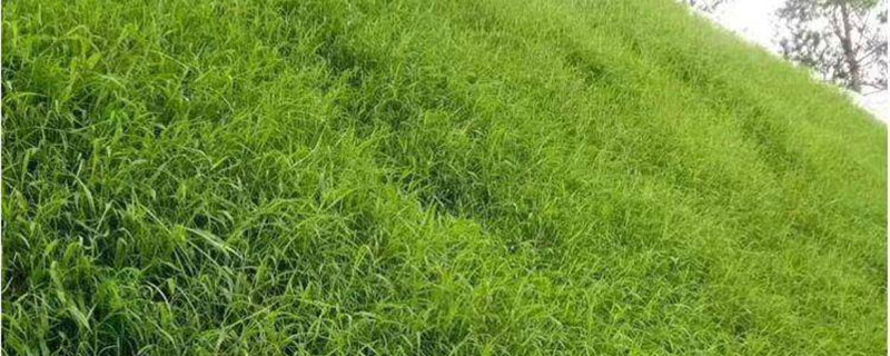 百喜草怎么种植