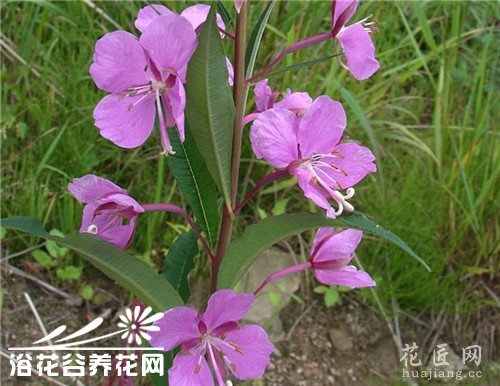 柳兰的繁殖方法