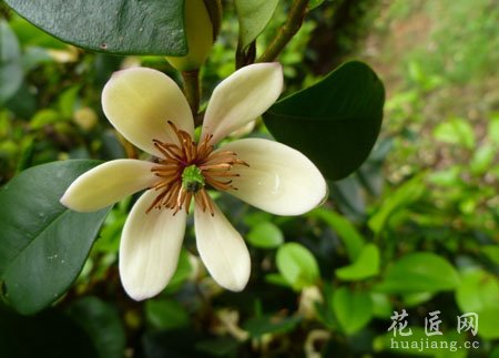 含笑花养殖方法及其注意事项