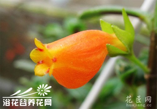 金鱼花的繁殖方法