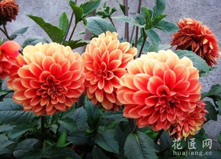 大丽花养殖方法及其注意事项