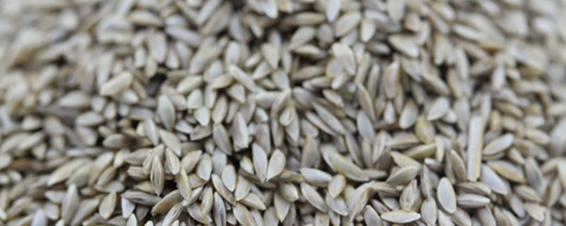 狗牙根包衣草籽种植方法 狗牙根包衣草籽种植方法