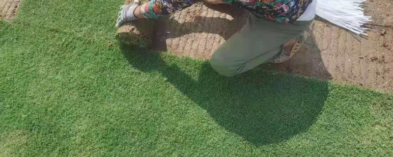狗牙根种子能不能在冬天播种