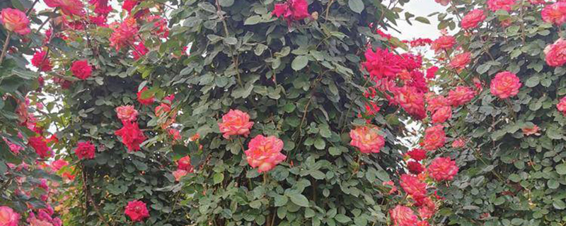 淮北市花是什么花