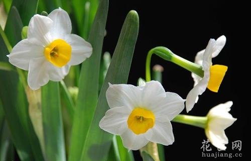 水仙花病虫害以及防治方法