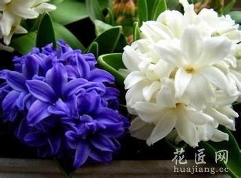风信子病虫害防治