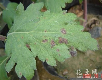 菊花病虫害及其防治