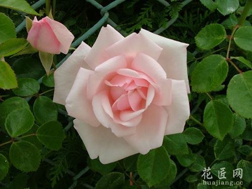 如何防止玫瑰花腐烂?