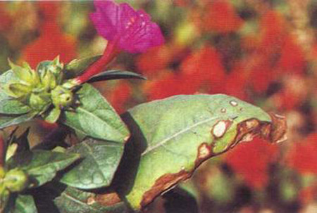 紫茉莉叶斑病及其防治技术