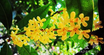 桂花树常见病虫害及其防治方法