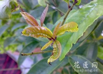 桂花树常见病虫害及其防治方法