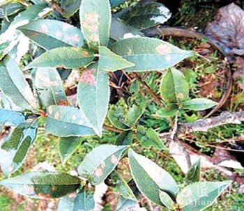 桂花树常见病虫害及其防治方法