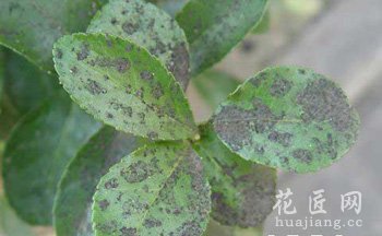 桂花树常见病虫害及其防治方法